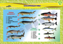 Плакат "Класифікація риби"