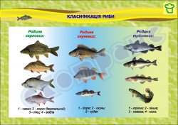 Плакат "Класифікація риби"