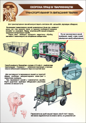 Плакат «Транспортирование и выпасание скота» 1140114