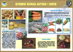Плакат "Первичная обработка картофеля и овощей" код 4530601
