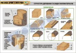 Плакат "Структура деревини та види пиломатеріалів"